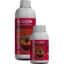 Bloom Explosion 13 - 14 - Kaya Solutions