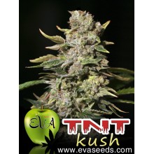 TNT Kush - Eva Seeds