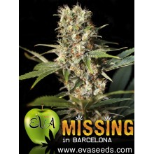 Missing in Barcelona - Eva Seeds