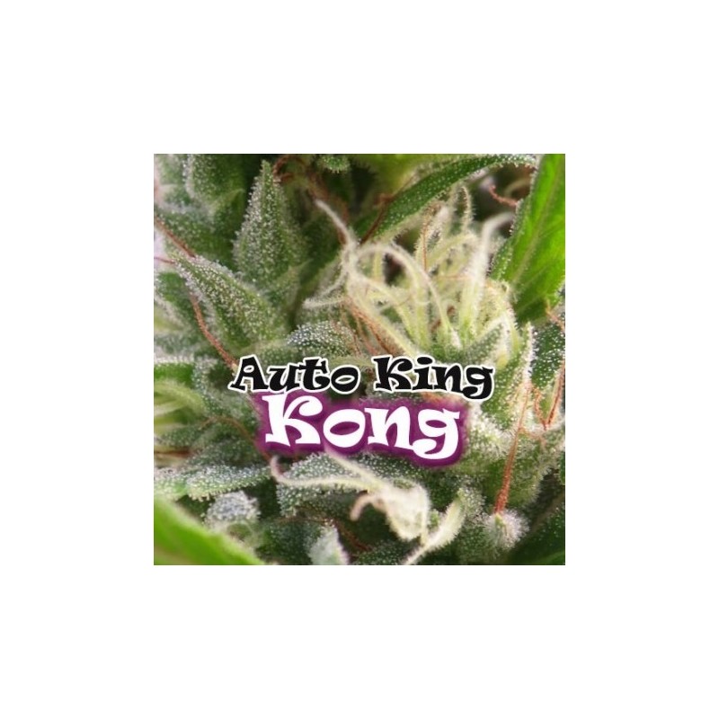 Auto King Kong - Dr. Underground