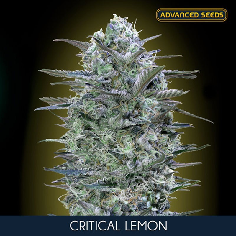 Critical Lemon fem - Advanced Seeds