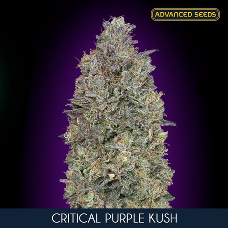 Critical Purple Kush fem - Advanced Seeds