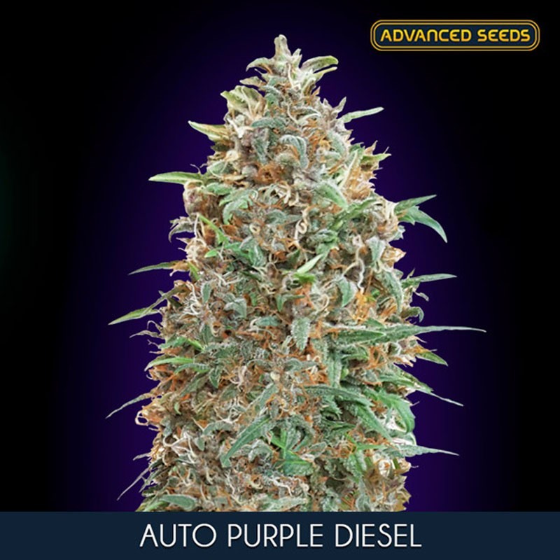 Purple Diesel auto - Advanced Seeds