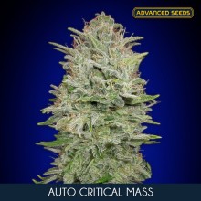 Critical Mass auto - Advanced Seeds