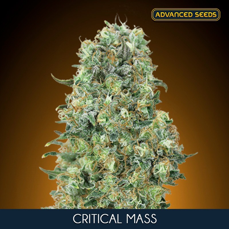 Critical Mass fem - Advanced Seeds