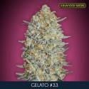 Gelato 33 fem - Advanced Seeds