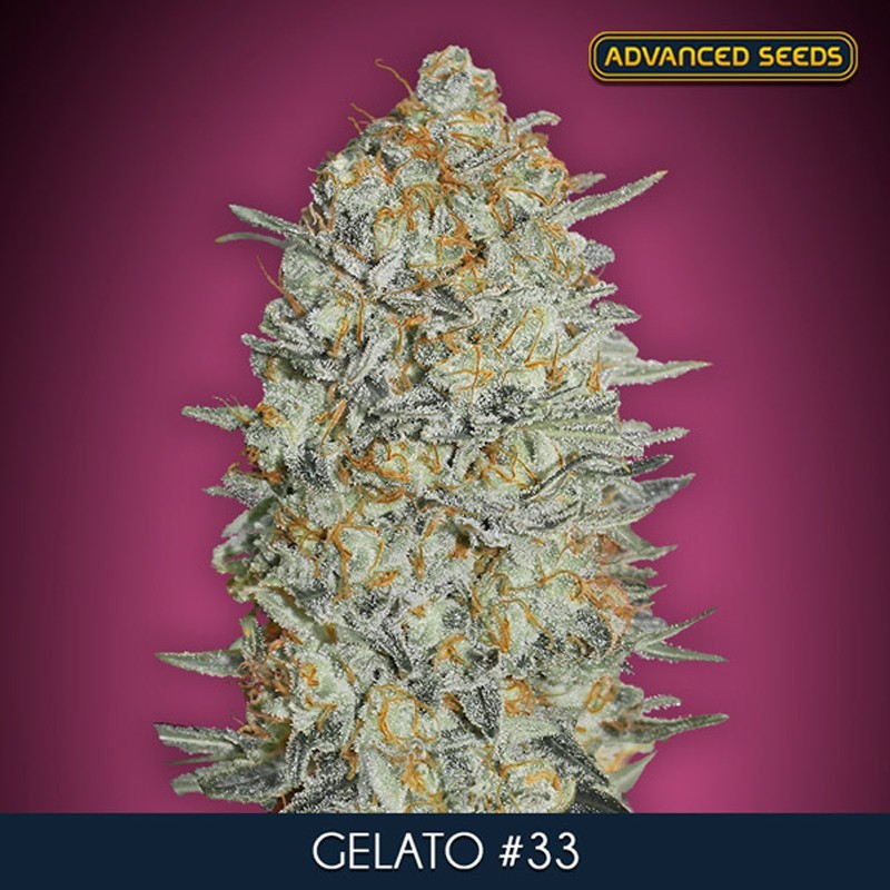 Gelato 33 fem - Advanced Seeds