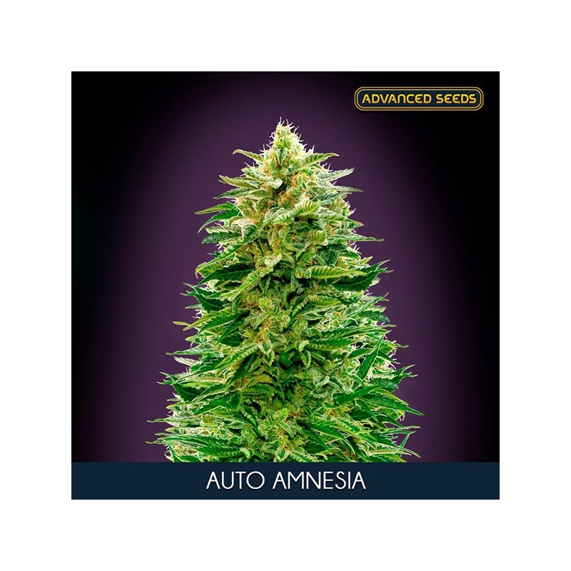 Amnesia auto - Advanced Seeds