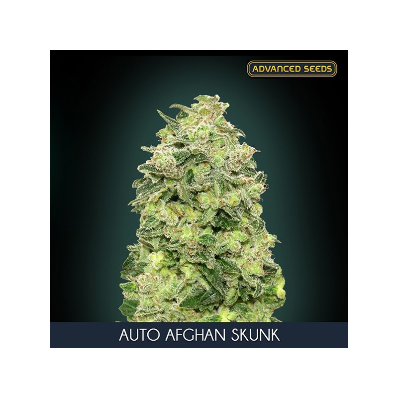 Afghan Skunk auto - Advanced Seeds