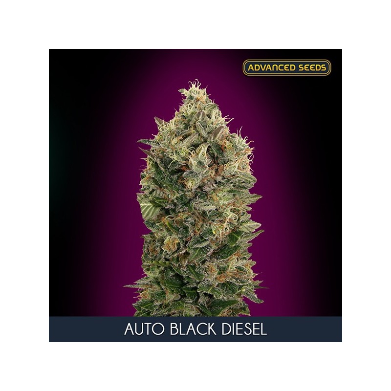 Black Diesel auto - Advanced Seeds