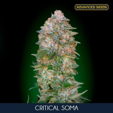Critical Soma fem - Advanced Seeds