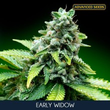 Early Widow fem - Advanced Seeds
