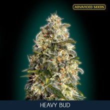 Heavy Bud fem - Advanced Seeds