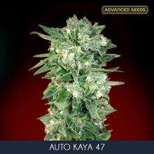 Kaya 47 auto - Advanced Seeds