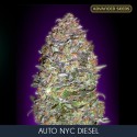 NYC Diesel auto - Advanced Seeds