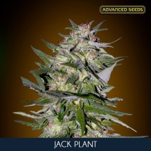 Jack Plant fem