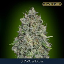 Shark Widow fem - Advanced Seeds