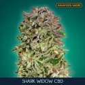 Shark Widow CBD fem - Advanced Seeds