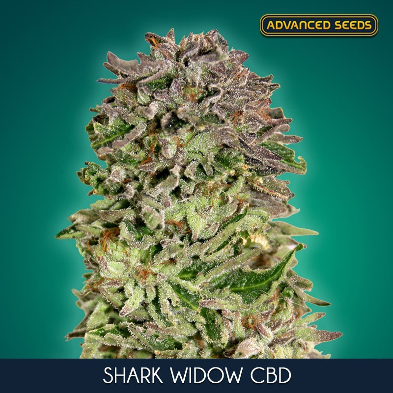 Shark Widow CBD fem - Advanced Seeds