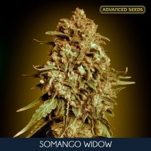 Somango Widow  fem - Advanced Seeds
