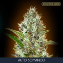 Somango auto - Advanced Seeds