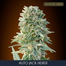 Jack Herer auto - Advanced Seeds