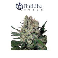 Syrup auto - Buddha Seeds