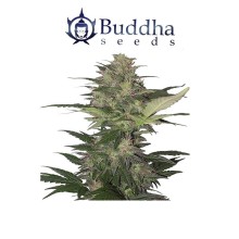 Red Dwarf auto - Buddha Seeds