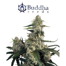 Quasar fem - Buddha Seeds