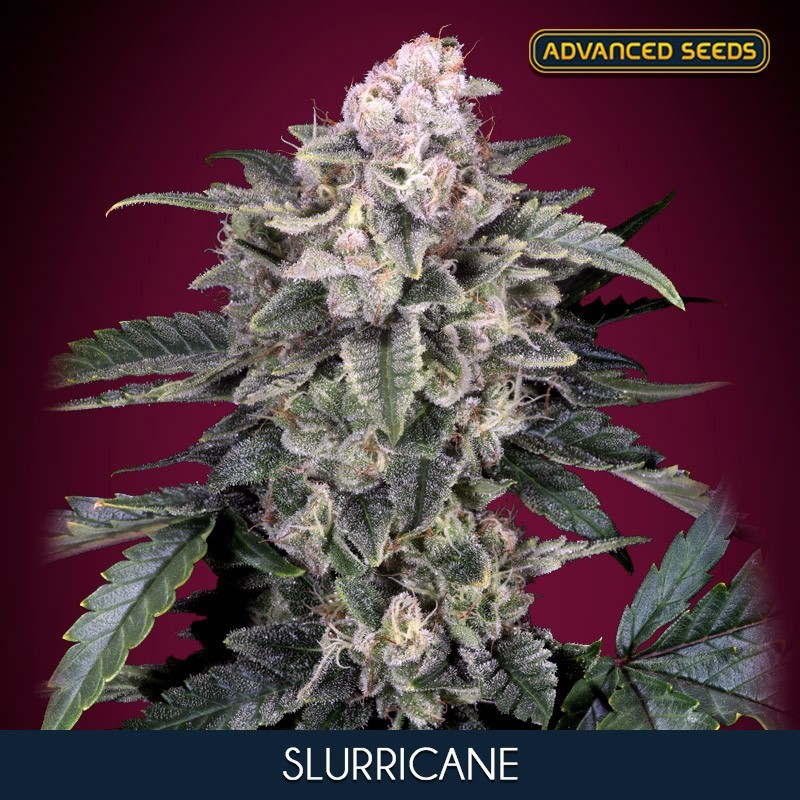 Slurricane fem - Advanced Seeds