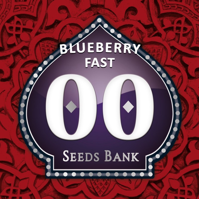 Blueberry Fast fem - 00 Seeds