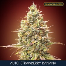 Strawberry Banana auto - Advanced Seeds