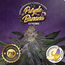 Purple Banana Cream fem - TH Seeds