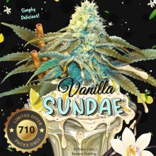 Vanilla Sundae fem - TH Seeds