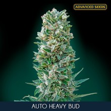 Heavy Bud auto - Advanced Seeds